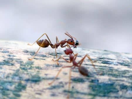Smart Fire Ant Prevention Tips to Stop Infestations Before They Start