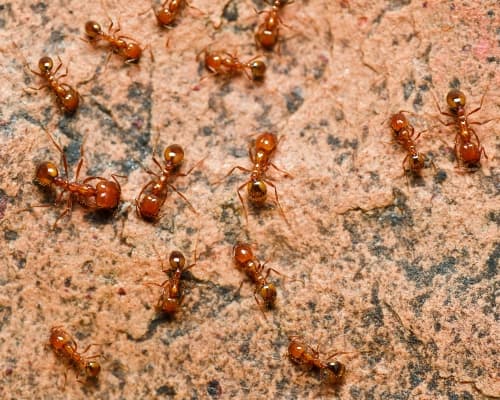 Fire Ant Control Service