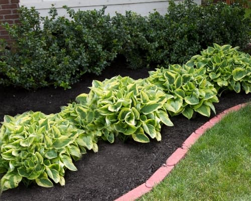 Shrub Fertilization Service
