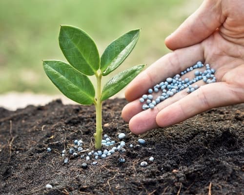 Tree Fertilization Service