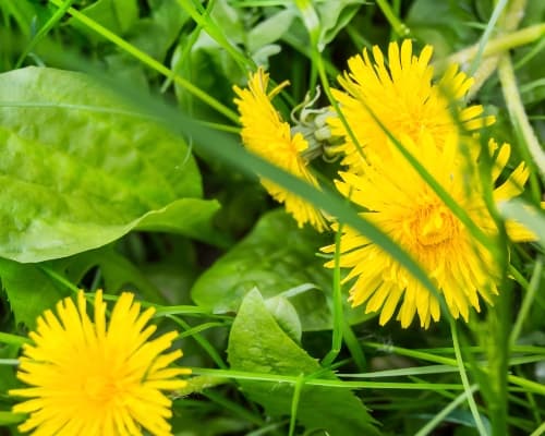 Weed Control & Fertilization Service